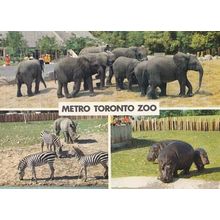 Elephants Zebra Hippo at Metro Toronto Zoo Canadian Postcard