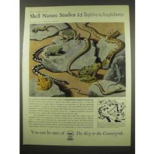 1956 Shell Oil Ad - Art by Tristram Hillier - Reptiles