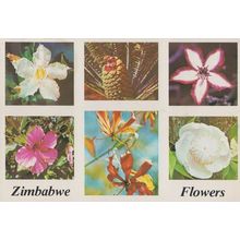 Zimbabwe Flowers White Sabi Star Cycad Hibiscus South African Postcard