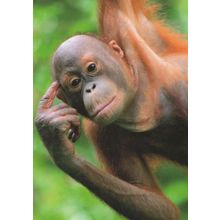 Bold Brainy Hanging Orang Utang Dangling German Ape Comic Postcard