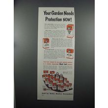 1953 Black Leaf 40, Phygon & DDT Wettable Powder Ad