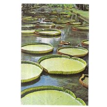 GIANT WATER LILIES, MAURITIUS used postcard 1987 postmark #