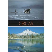 Orcas 2x Japanese Whale Postcard s