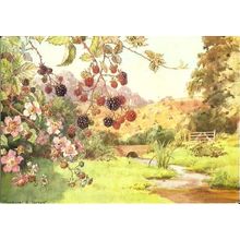 Art MARGARET TARRANT Blackberries Postcard (Medici 2171)