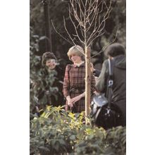 Princess Diana Plants A Tree in 1981 Royal Postcard