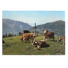 AUSTRIAN CATTLE , unused vintage postcard #