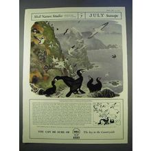 1955 Shell Oil Ad - No. 7 Birds by Maurice Wilson