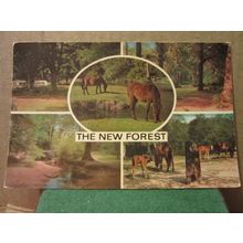 THE NEW FOREST, multiview used postcard, by J. Salmon Ltd. 1973 pm #