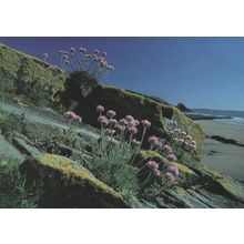 Sea Pink Newgate Beach West Wales Rare Welsh Postcard