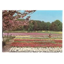 BLOEMENLAND, LAND OF FLOWERS, HOLLAND ... unused vintage postcard #