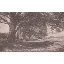 Somerset Holford Beeches Antique Postcard