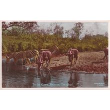 In The Game Reserve Transvaal South Africa Animal Postcard