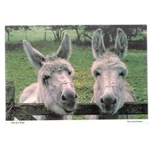 TWO OF A KIND.. PAIR OF DONKEYS unused vintage postcard by John Hinde