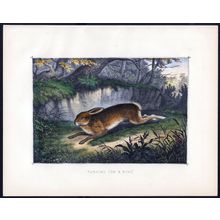 RUNNING FOR “A RING” 1890 Hare - Field Sports VICTORIAN LITHOGRAPH
