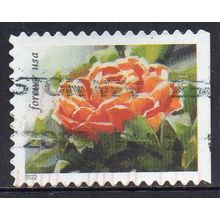 USA 2022 Snowy Beauty - Ranunculus Forever Used