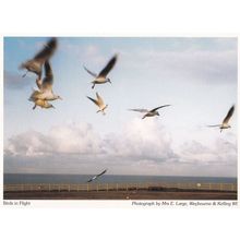 Weybourne & Kelling Birds In Flight Norfolk Postcard