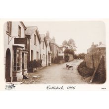 Dogs Playing in Cattistock 1906 Dorset Postcard