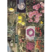 Holly Gate Cactus Garden Sussex 17 ! Views 4x Postcard s