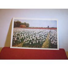 FIELD OF NARCISSUS, NETHERLANDS unused postcard flowers =