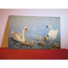 A FAMILY OF SWANS unused Swiss postcard birds animals =