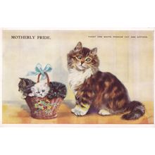 Tabby & White Persian Kitten Cat Motherly Pride Old Cats Postcard