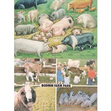 Bodmin Farm Park Cambridge Pigs Piglets 1970s Postcard