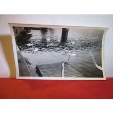 SWANS ON THE THAMES AT STAINES, SURREY 1930s photograph =