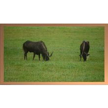 Grazing Wildebeests in a Green Field A3 Beech