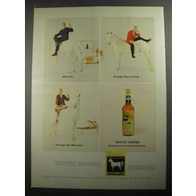 1956 White Horse Scotch Ad - After five.. throughout the evening
