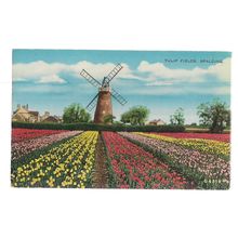 TULIP FIELDS, SPALDING, LINCOLNSHIRE .. used postcard by Valentine 1962 pm =