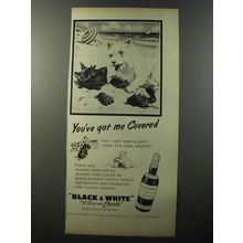 1953 Black & White Scotch Ad - You've got me covered