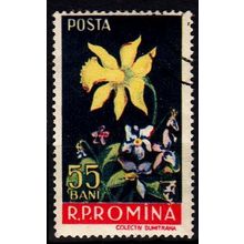 RUMÄNIEN ROMANIA [1956] MiNr 1590 ( O/used ) Pflanzen