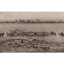 Gorongosa Mozambique Rift Valley Herd Of Cattle RPC South African Postcard