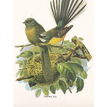 Fantail Insect Eater Maori Bird New Zealand Postcard