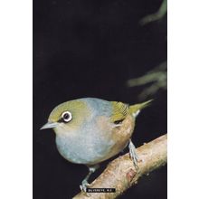 Silvereye Zosterops Lateralis New Zealand Bird Postcard