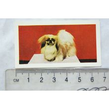 1961 Hornimans Tea Dogs No. 45 Pekingese