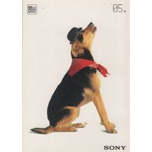 Sony Music Advertising Like HMV Modern Dog Postcard