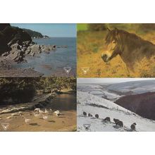 Pony Deers Birds at Exmoor 4x National Park Wildlife & Scenery Postcard s