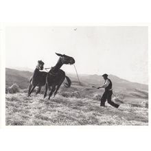 Swiss Man Taming Wild Horses Lassoo Like Cowboy Gotthard Schuh Photo Postcard