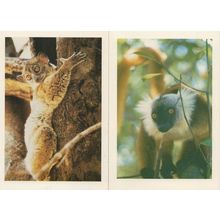 Black Lemur Madagascar 2x Lemurs Postcard s