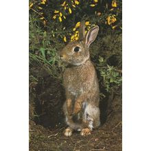 Rabbit Hunting Disease Myxomatosis Postcard