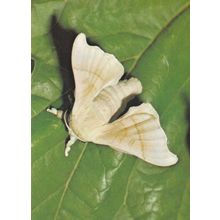 Mulberry Silkmoth Bombyx Mori Moth Postcard