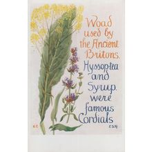 Ancient Woad Hyssop Tea Cordial Romany Natural Remedy Song Songcard Postcard