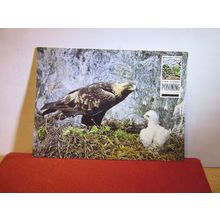 GOLDEN EAGLE, STOP ILLEGAL POISONING unused postcard Dept. of Enviroment =