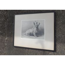 Herbert Thomas Dicksee (1862-1942) A West Highlander (Westie Dog) Signed.
