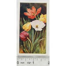 Vintage: Dutch card Jac. P. Thijsse, Lente No. 18 Tulpen