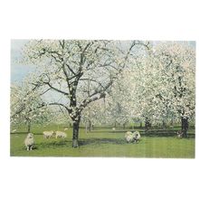 A KENT CHERRY ORCHARD. unused vintage postcard by J. Salmon =