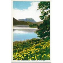 Wordsworth's Daffodils By Ullswater, Lake District, England, UK - Photo Postcard