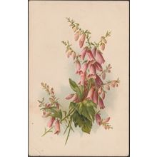 Foxglove - Digitalis Purpurea, c.1902 - Embossed Postcard