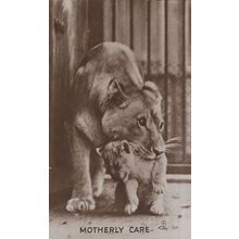 Motherly Care Tiger Biting Cub Beautiful Animal Real Photo Postcard